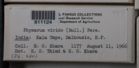 Physarum viride var. viride image